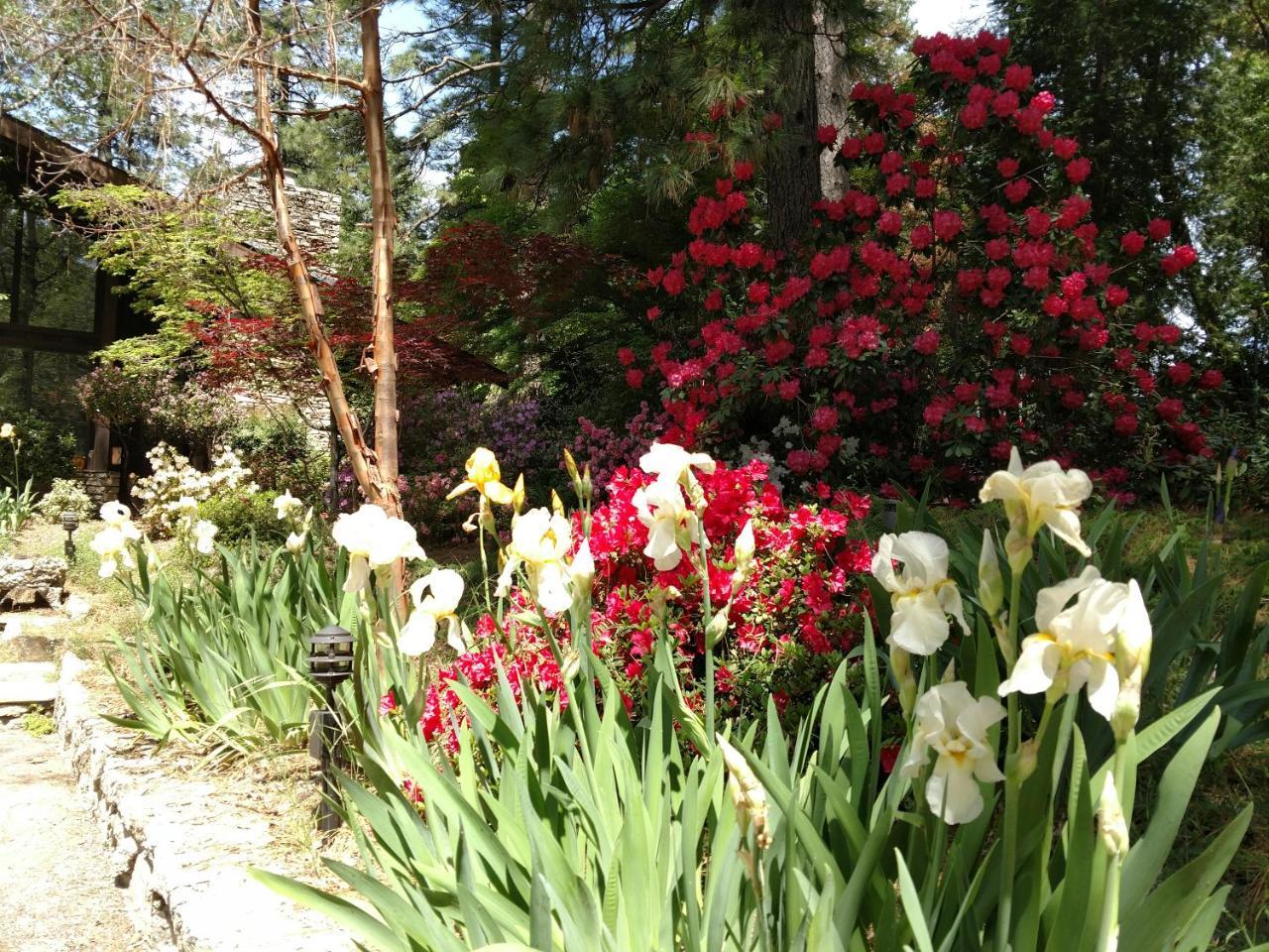 Ponderosa Ridge A B & B Placerville Εξωτερικό φωτογραφία